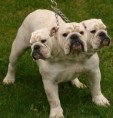 /album/loucas-fotos-jpg/mutant-animal-5-jpg/